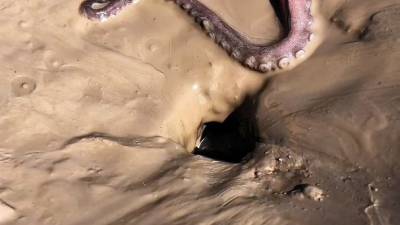 Pieuvre vs Trou dans le sable