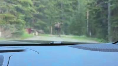 Nature sauvage : L'incroyable poursuite d'un orignal par un grizzly