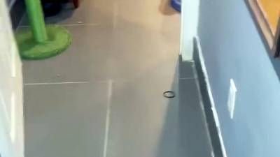 Quand un chat découvre... ses sosies en chaussons et panique !